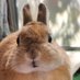 🐰ゴンちゃんのお部屋🐰 (@qkgpso4tqw85289) Twitter profile photo 🐰ゴンちゃんのお部屋🐰 (@qkgpso4tqw85289) Twitter profile photo