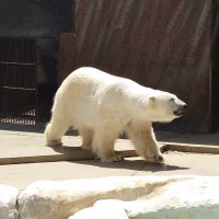 ゆっきー (@umayukkii) 's Twitter Profile