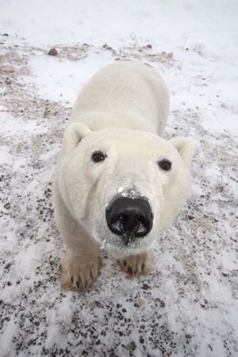 Dean of Students for UW-Green Bay, and great lover of polar bears, Led Zepplin and snowmobiling.