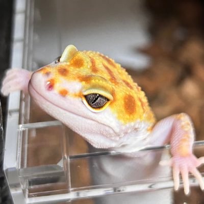 gon_ten__'s profile picture. レオパすきすきすきすき