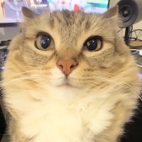たかし (@geoguessrbro) 's Twitter Profile