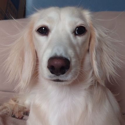 lunaluna2180's profile picture. 2023,2,18誕
Mダックスの女の子🐶

無言フォロー失礼します！