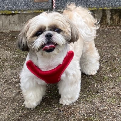 みどりのバーフェンのじゅうななマジェスタ乗ってます。シーズーは妖精です🐶 ちーむミッフィー / Air Drive / limited / illegal / 村田基になりたいの/OZ大好きマン