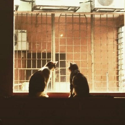 genekaye|ジーン📦