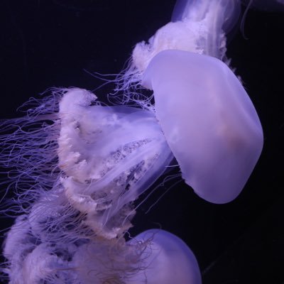 NSJDkp3XXG61474's profile picture. 2024年9月に夫の不倫発覚。相手の女も既婚のW不倫でした。相手夫婦と四者面談し誓約書書かせました。現在再構築中。結婚6年目。同じ境遇の方と話したいです。無言フォロー失礼します。猫🐈1匹。サレさん以外の方とは絡みませんのでご了承ください。