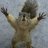 WoffordSquirrel's profile image