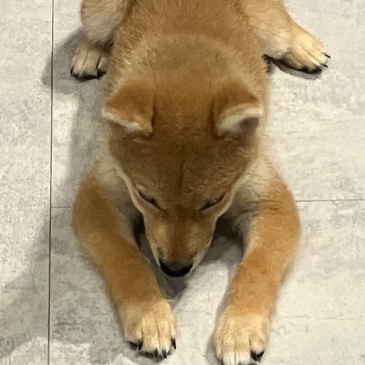 timaki_0729's profile picture. 増配・高配当株が好きな犬