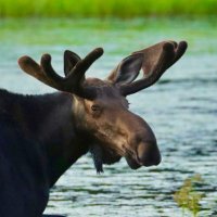 The Wild North (@thewildnorthtv) 's Twitter Profile Photo The Wild North (@thewildnorthtv) 's Twitter Profile Photo