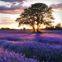 Miracle Of Nature (@fanof_nature) 's Twitter Profile