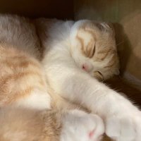 りん (@n2s4cscactexvac) 's Twitter Profile