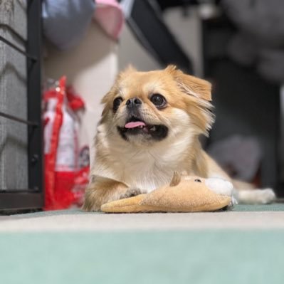 緋色🐶🍠さんのプロフィール画像
