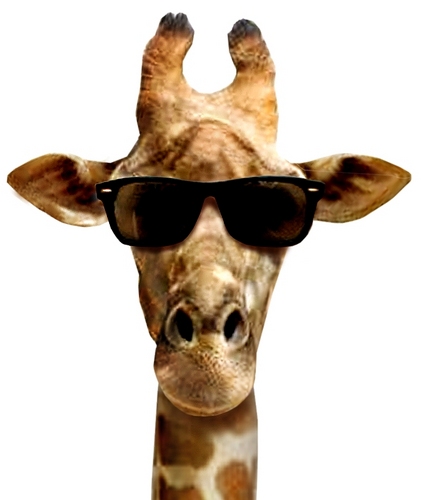 GinaGiraffeTLD's profile picture. 