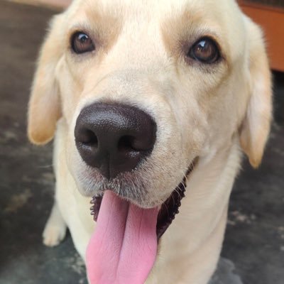 Kumar2001Saurav's profile picture. Airdrop Hunter