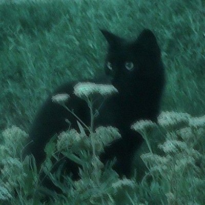 d_mist64's profile picture. a non-person