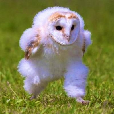 梟ｻﾝさんのプロフィール画像