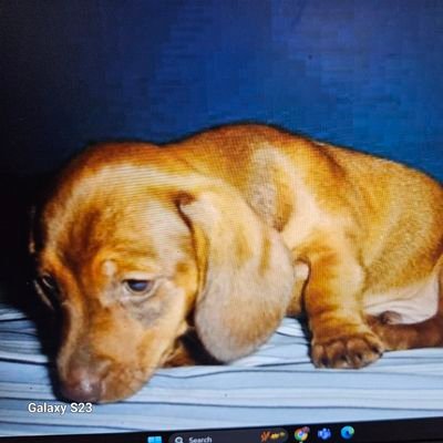 💛💙💛💙🌈🌊🌊🌊 #VOTE so you CAN complain 
#HarrisWalz2024 
Democrat . #BLM
I love my dachshund.
.🌏We must protect the environment.  
Love ☕ & 🧉& 🍷 No DM🚫