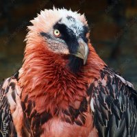 Gypaetus Barbatus (@al_hjm) 's Twitter Profile