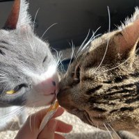 Toby & Taro (@tobyandtaro) 's Twitter Profile Photo Toby & Taro (@tobyandtaro) 's Twitter Profile Photo