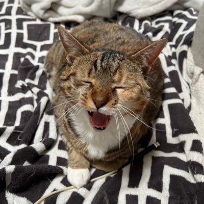 randoforver's profile picture. Cats, Chelsea, Tank Modelling. Rescued 3 brown tabbies