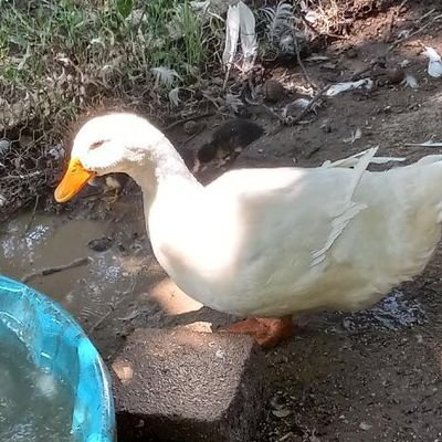 Shuttlebus_Home's profile picture. 