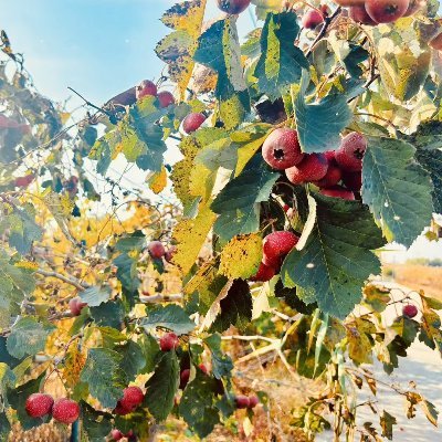 ShiGuang59051's profile picture. 分享自然，传播科普，热爱生活。互关互赞互粉。