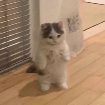 MirmusMagnus's profile picture. 