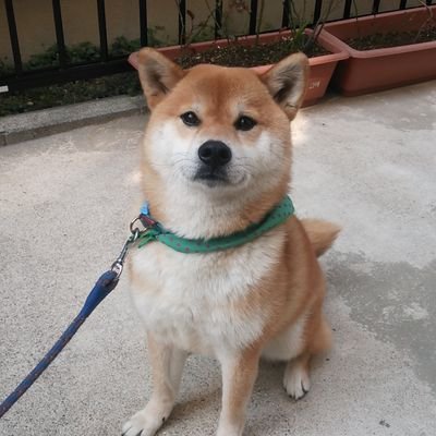 ryuryu3962's profile picture. れいわ新選組支持！名古屋から声を上げるオッサンです。頭悪いので変なコメントお許しを！