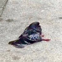 ian (@sivasiann) 's Twitter Profile Photo