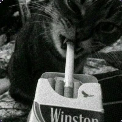 asuendealmeida's profile picture. 