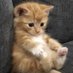 Cats (@mightbeacat) Twitter profile photo Cats (@mightbeacat) Twitter profile photo