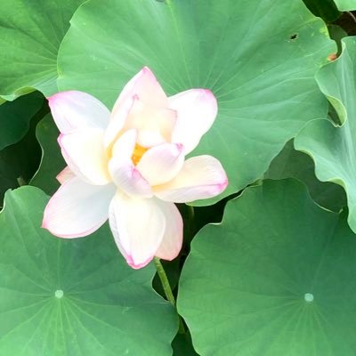 つーこさんのプロフィール画像