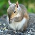Cute Squirrellie (@cutesquirrellie) Twitter profile photo Cute Squirrellie (@cutesquirrellie) Twitter profile photo