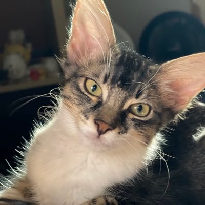 baillieisapunk1's profile picture. I cuss and speak my opinion.I follow back patriots or interesting accounts. please no DMs unless absolutely necessary. I always repost content.