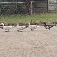 Dhudha asiri Mudhafu asi Mukobvu (@matiraburuwenyu) 's Twitter Profile Photo