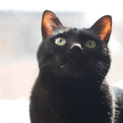 artistmorio's profile picture. 主にペインティング、他にも好きなことを
※AI学習、転載、無断使用禁止