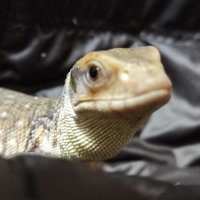 Cucumis (@cucumisexo) 's Twitter Profile Photo