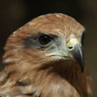 FireHawk (@firehawk2333) 's Twitter Profile Photo FireHawk (@firehawk2333) 's Twitter Profile Photo
