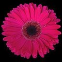 Candy Cannon - @candycannonaifd - Twitter