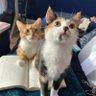katnissandchloe's profile picture. got any dreamies? (mum, she/her)