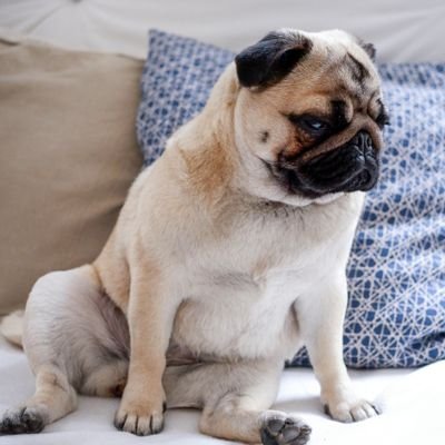 👉 Welcome to
@PugCommunity11
🦮 We share daily #Pug
contents
🐕 Follow us if you really love
pugs