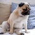 Pug Lover Community (@pugcommunity11) Twitter profile photo Pug Lover Community (@pugcommunity11) Twitter profile photo