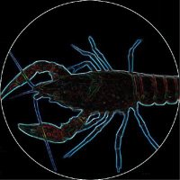 えびろー🦞 (@ebiroh_pool) 's Twitter Profile Photo えびろー🦞 (@ebiroh_pool) 's Twitter Profile Photo