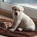 Bobby the Labby (@bobbythelabby) Twitter profile photo Bobby the Labby (@bobbythelabby) Twitter profile photo
