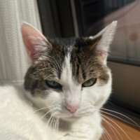 Tokiko🌙Happy Jin (@oden_choco) 's Twitter Profile