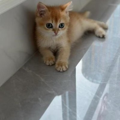 wd5xwkkexo44d's profile picture. Reddio