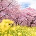 🌸日本を憂う桜🌸 (@afdhjicdjk58928) Twitter profile photo 🌸日本を憂う桜🌸 (@afdhjicdjk58928) Twitter profile photo
