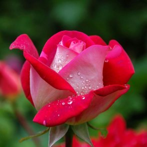 MdTutul91788432's profile picture. Holder of #ETH . User of #X