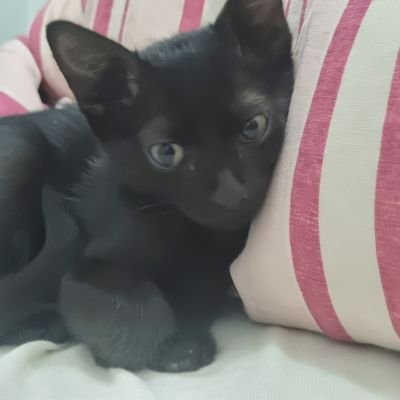 lili290524's profile picture. 