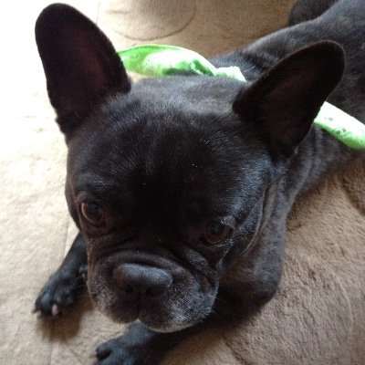 marosig_fanks08's profile picture. 映画と犬が好き。2024年に「返り咲いた」FANKSです🌸 無言フォローごめんなさい🙇‍♀️ こちらへのフォローはお気軽に。