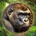 Harambe on APE (@harambeapechain) Twitter profile photo Harambe on APE (@harambeapechain) Twitter profile photo